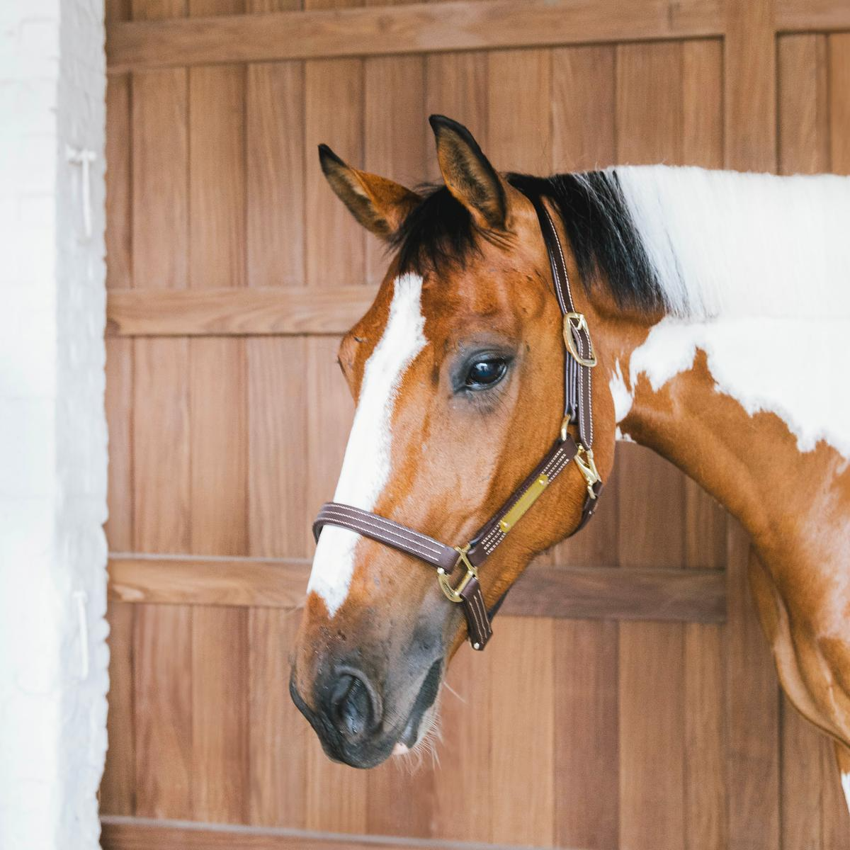 Kentucky Horsewear Leather Halter Wellington