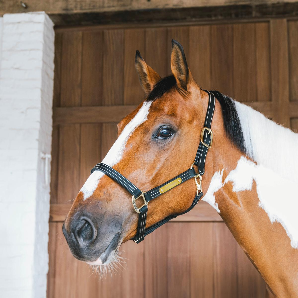 Kentucky Horsewear Leather Halter Wellington