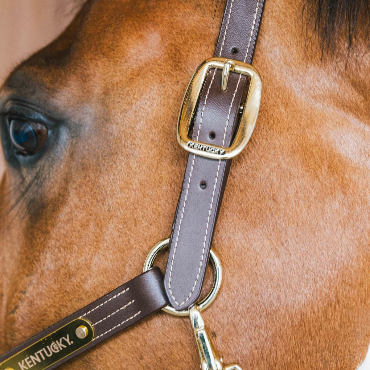 Kentucky Horsewear Leather Halter Wellington