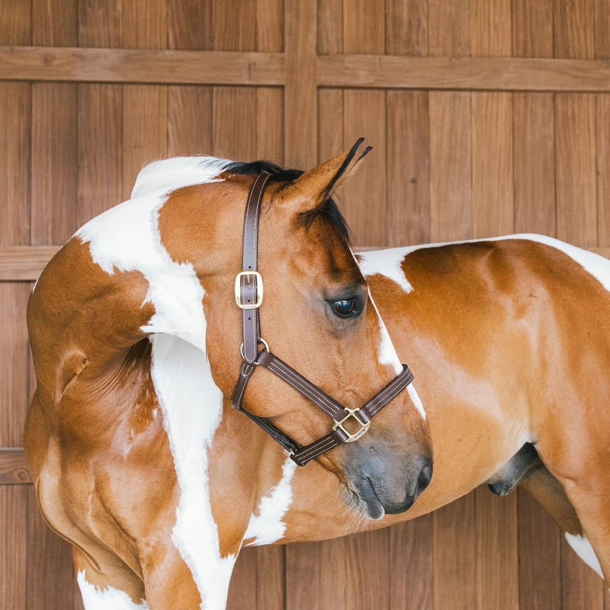 Kentucky Horsewear Leather Halter Wellington