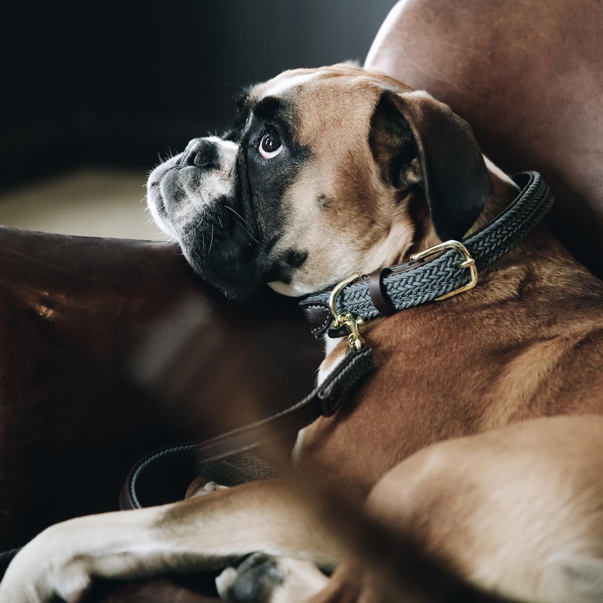 Kentucky Horsewear Plaited Nylon Dog Collar