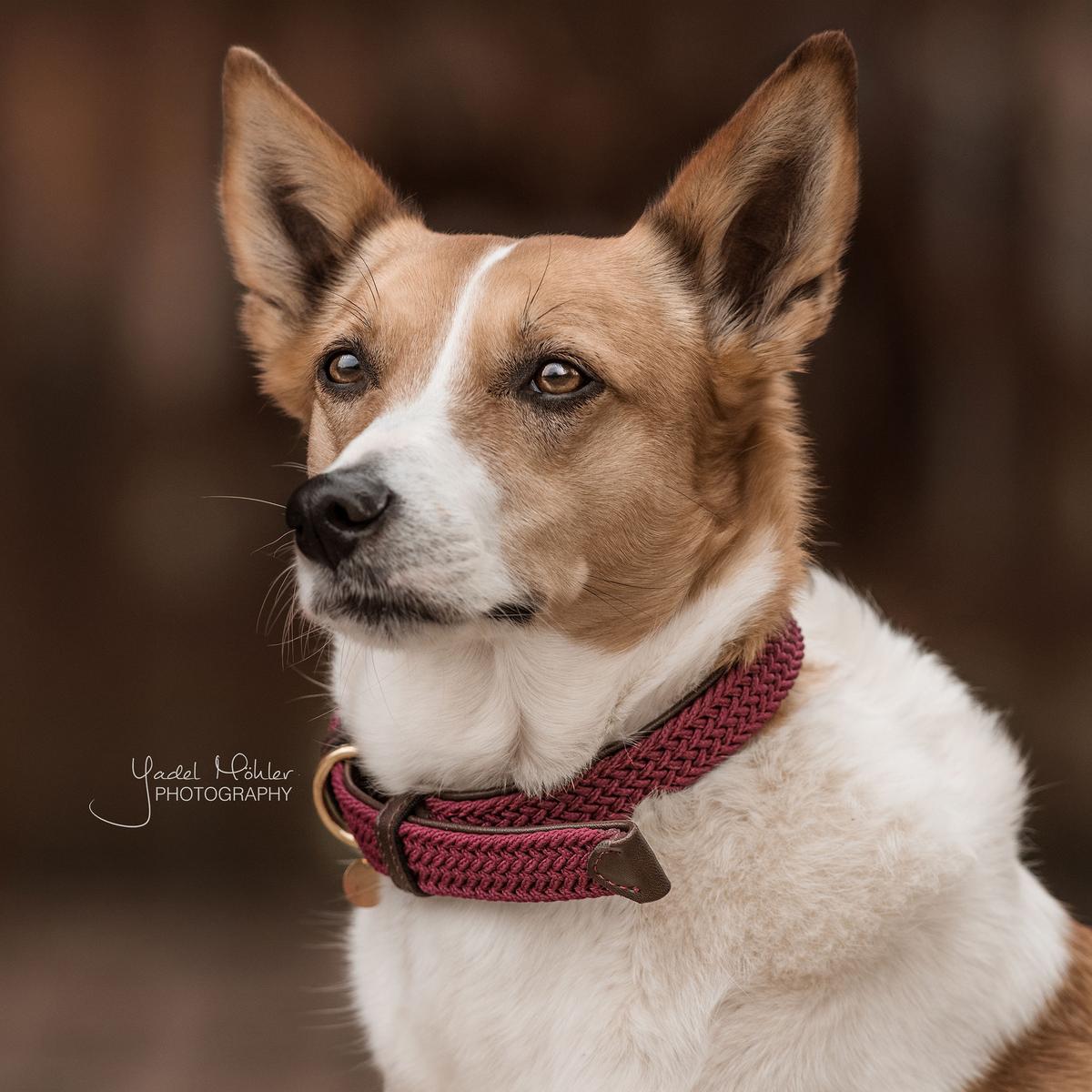 Kentucky Horsewear Plaited Nylon Dog Collar