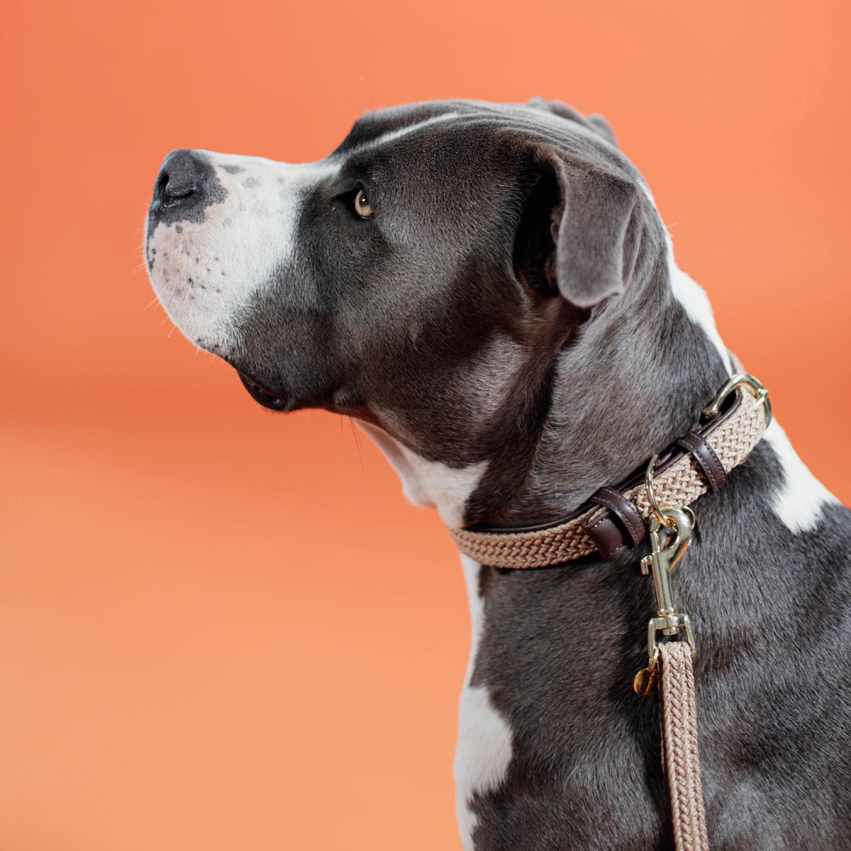 Kentucky Horsewear Plaited Nylon Dog Collar