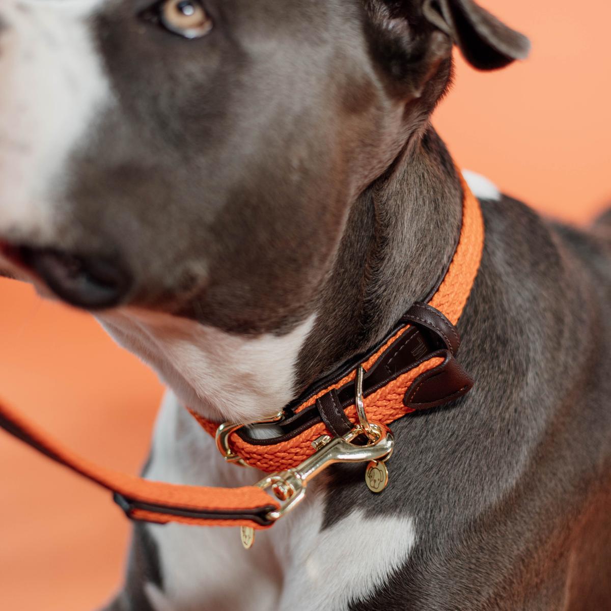 Kentucky Horsewear Plaited Nylon Dog Collar