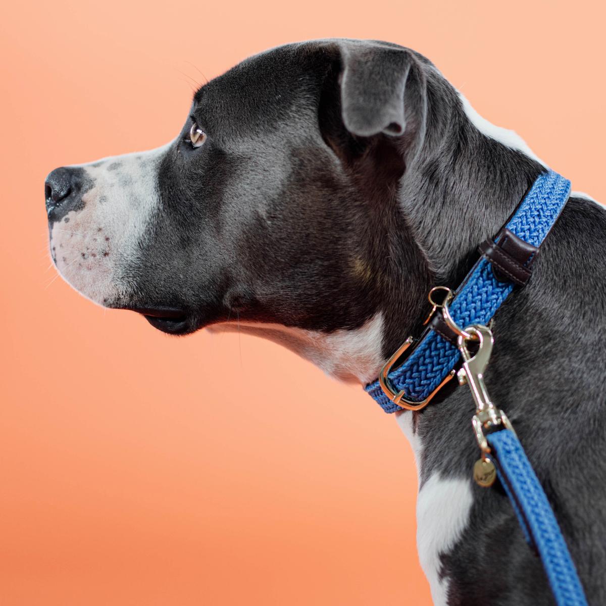 Kentucky Horsewear Plaited Nylon Dog Collar