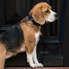 Kentucky Horsewear Plaited Nylon Dog Leash