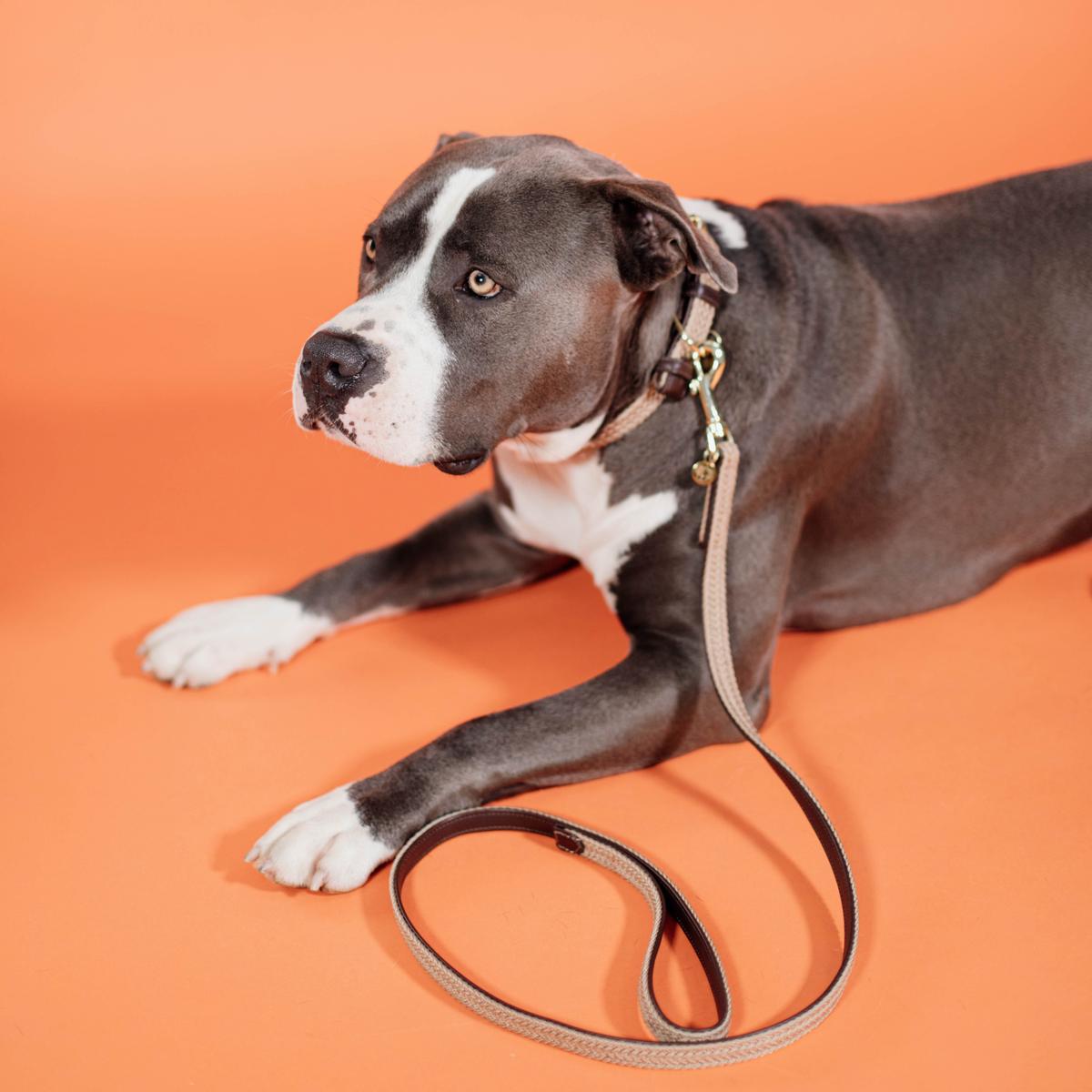 Kentucky Horsewear Plaited Nylon Dog Leash