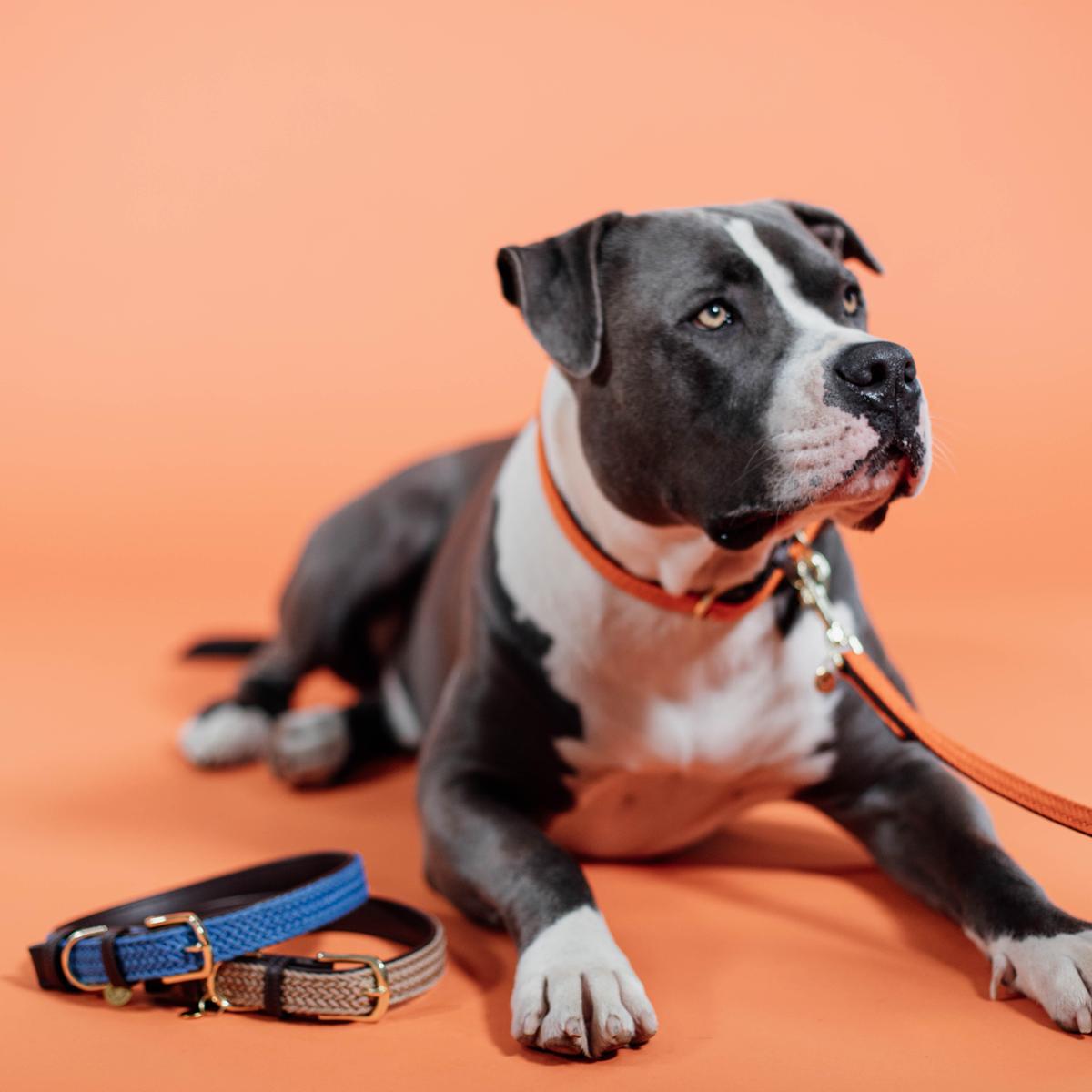 Kentucky Horsewear Plaited Nylon Dog Leash