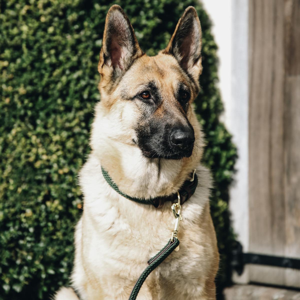 Kentucky Horsewear Plaited Nylon Dog Leash