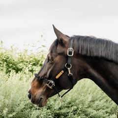Kentucky Horsewear Control Halter