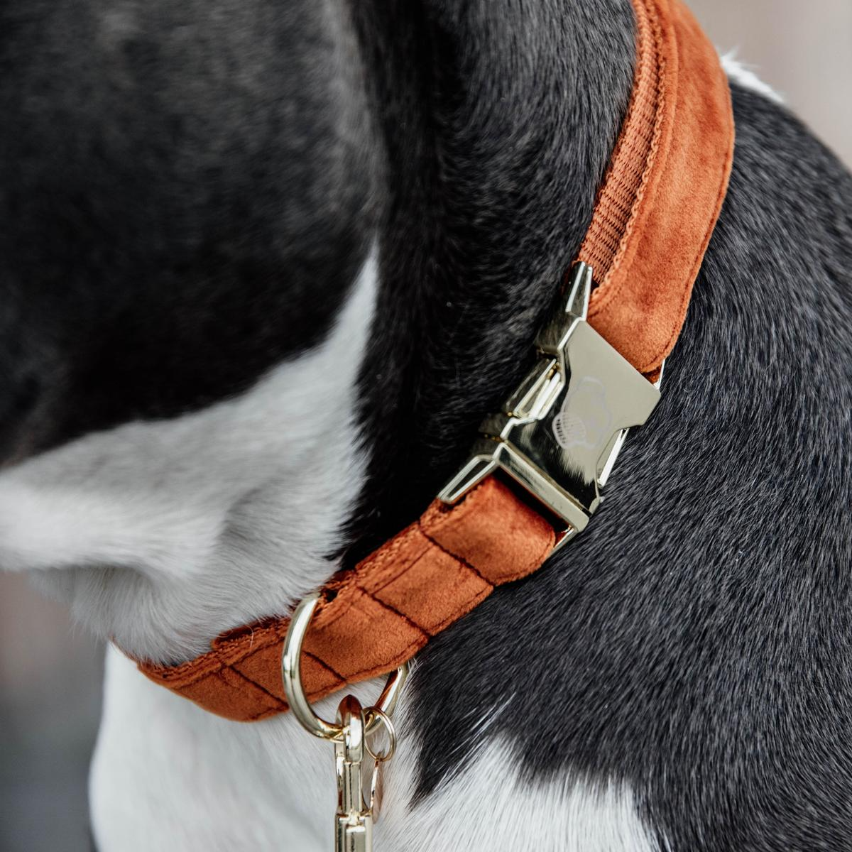Kentucky Horsewear Dog Collar Velvet