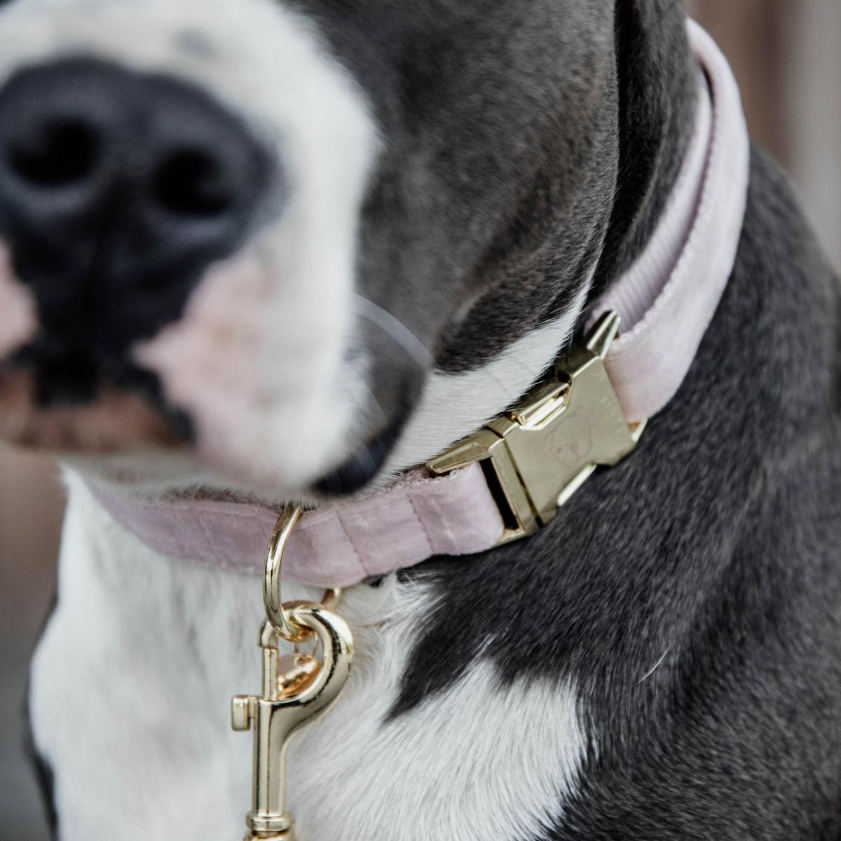 Kentucky Horsewear Dog Collar Velvet