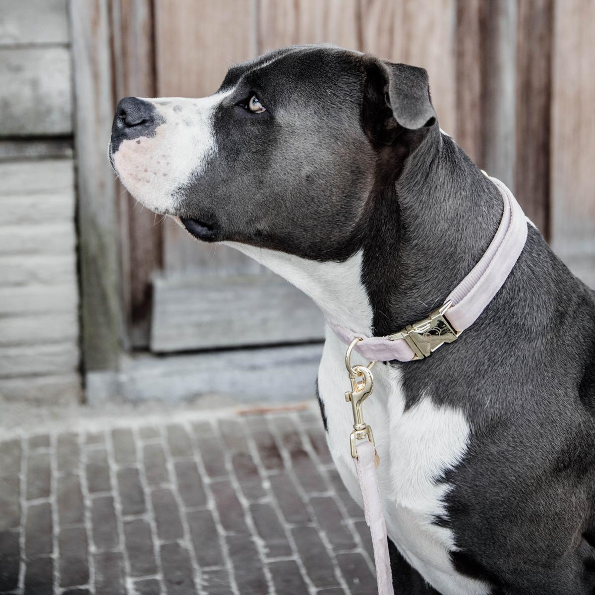 Kentucky Horsewear Dog Collar Velvet