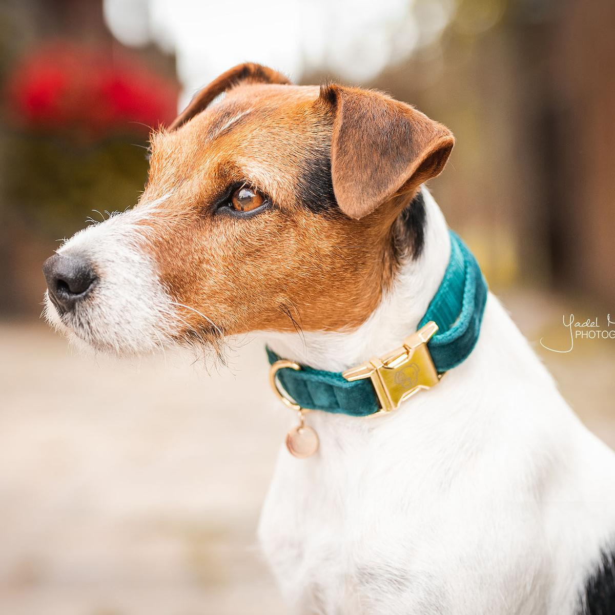 Kentucky Horsewear Dog Collar Velvet