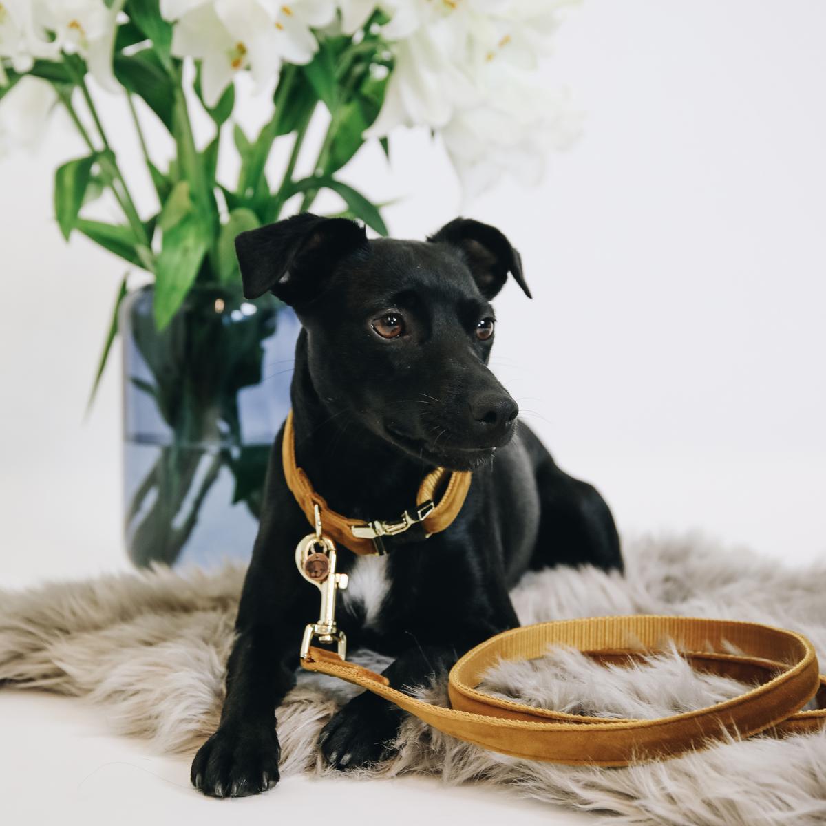 Kentucky Horsewear Dog Leash Velvet 120 cm
