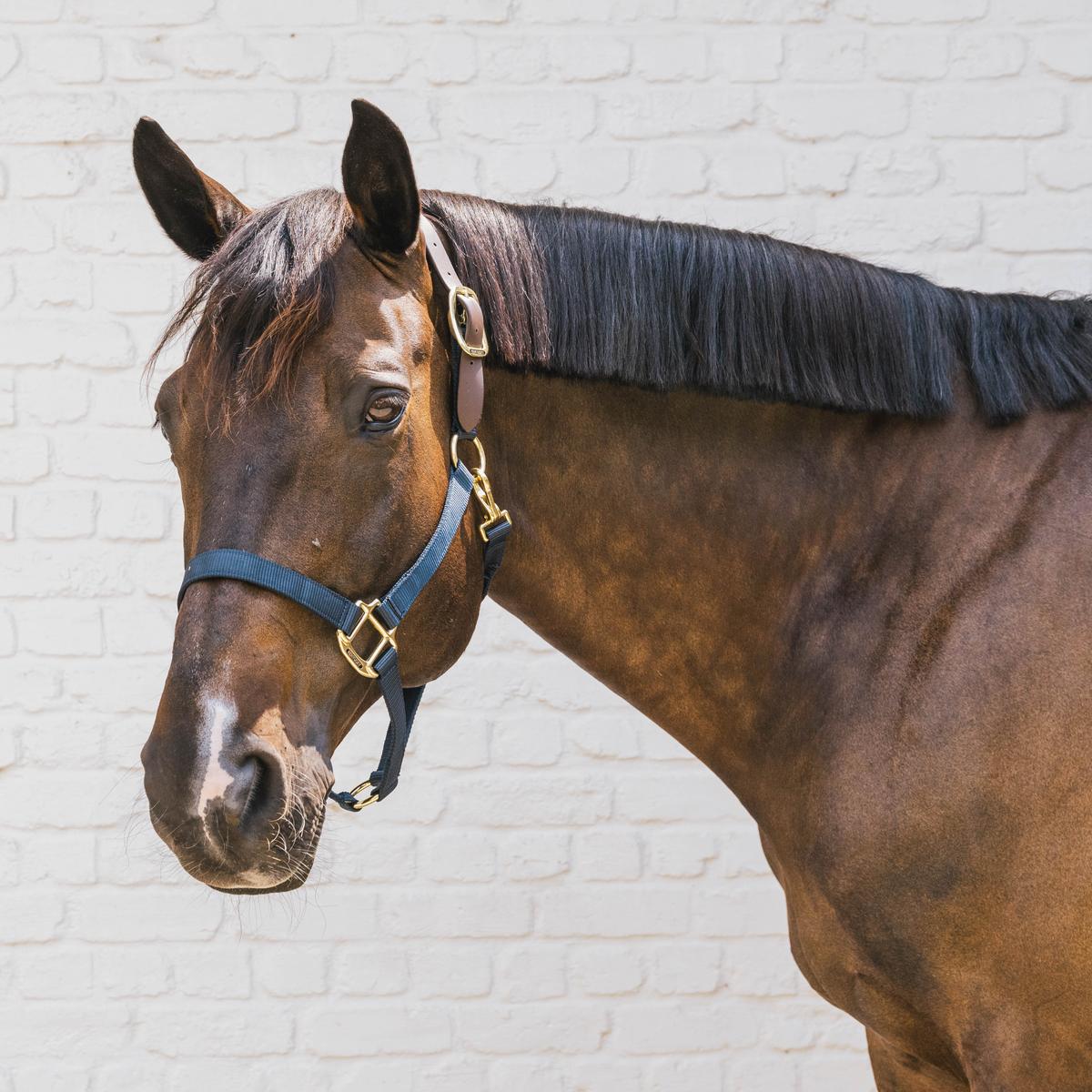 Kentucky Horsewear Nylon Halter Breakaway