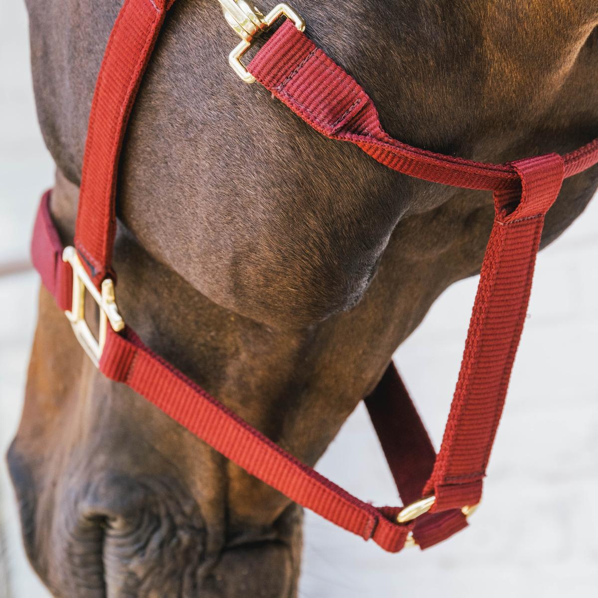 Kentucky Horsewear Nylon Halter Breakaway