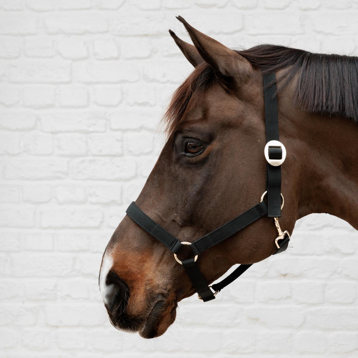 Kentucky Horsewear Nylon Halter
