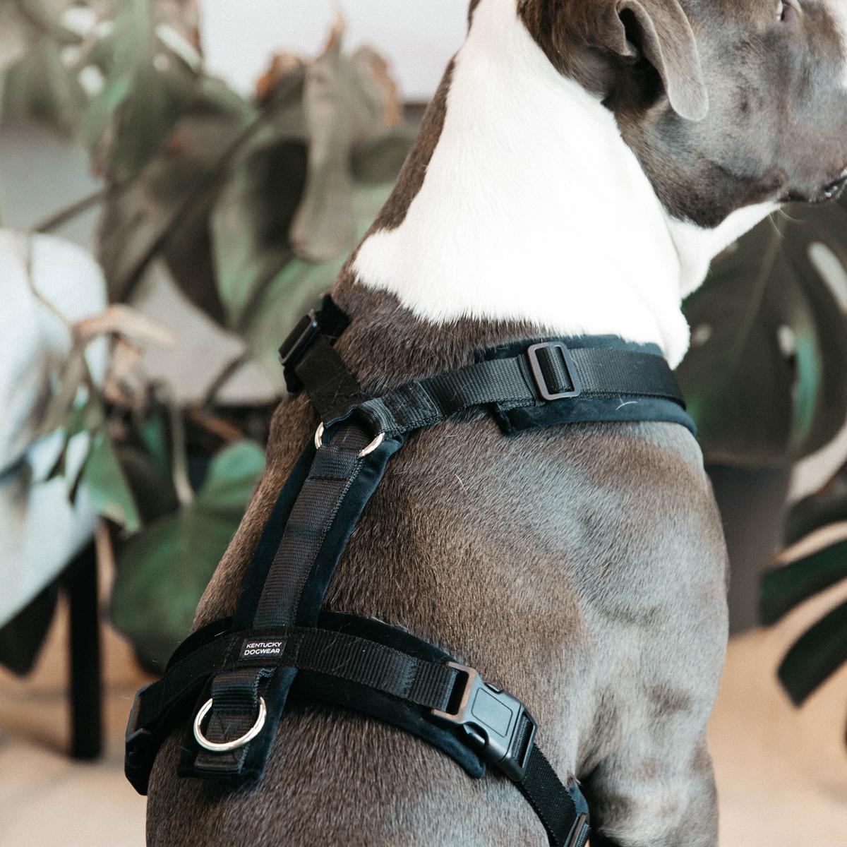 Kentucky Horsewear Dog Harness Active Velvet