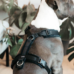 Kentucky Horsewear Dog Harness Active Velvet
