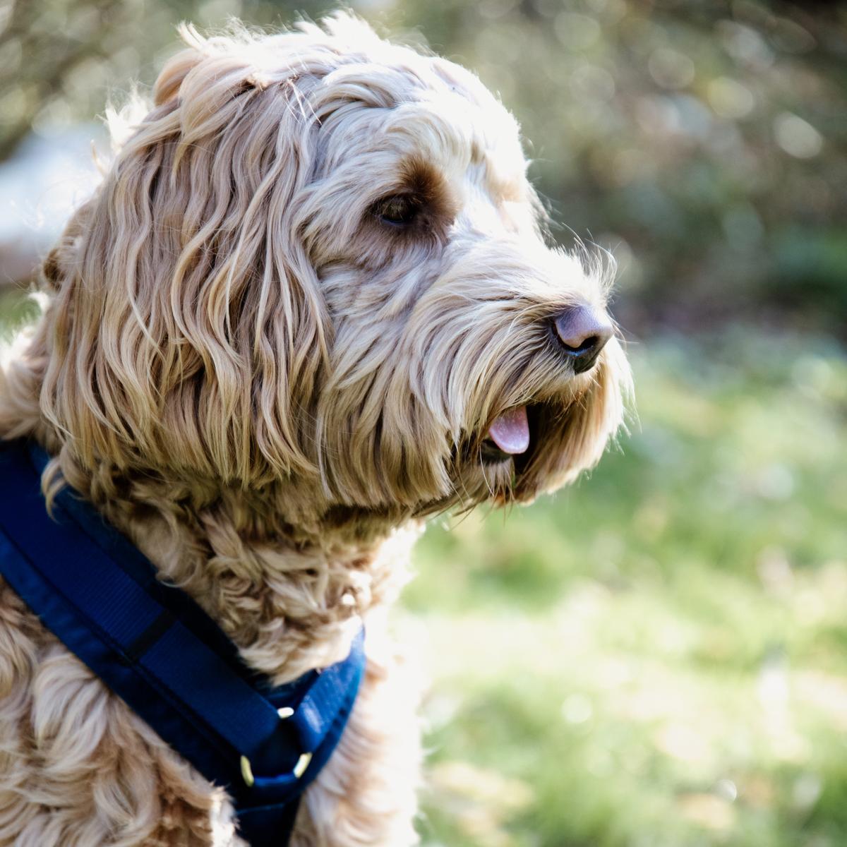 Kentucky Horsewear Dog Harness Active Velvet