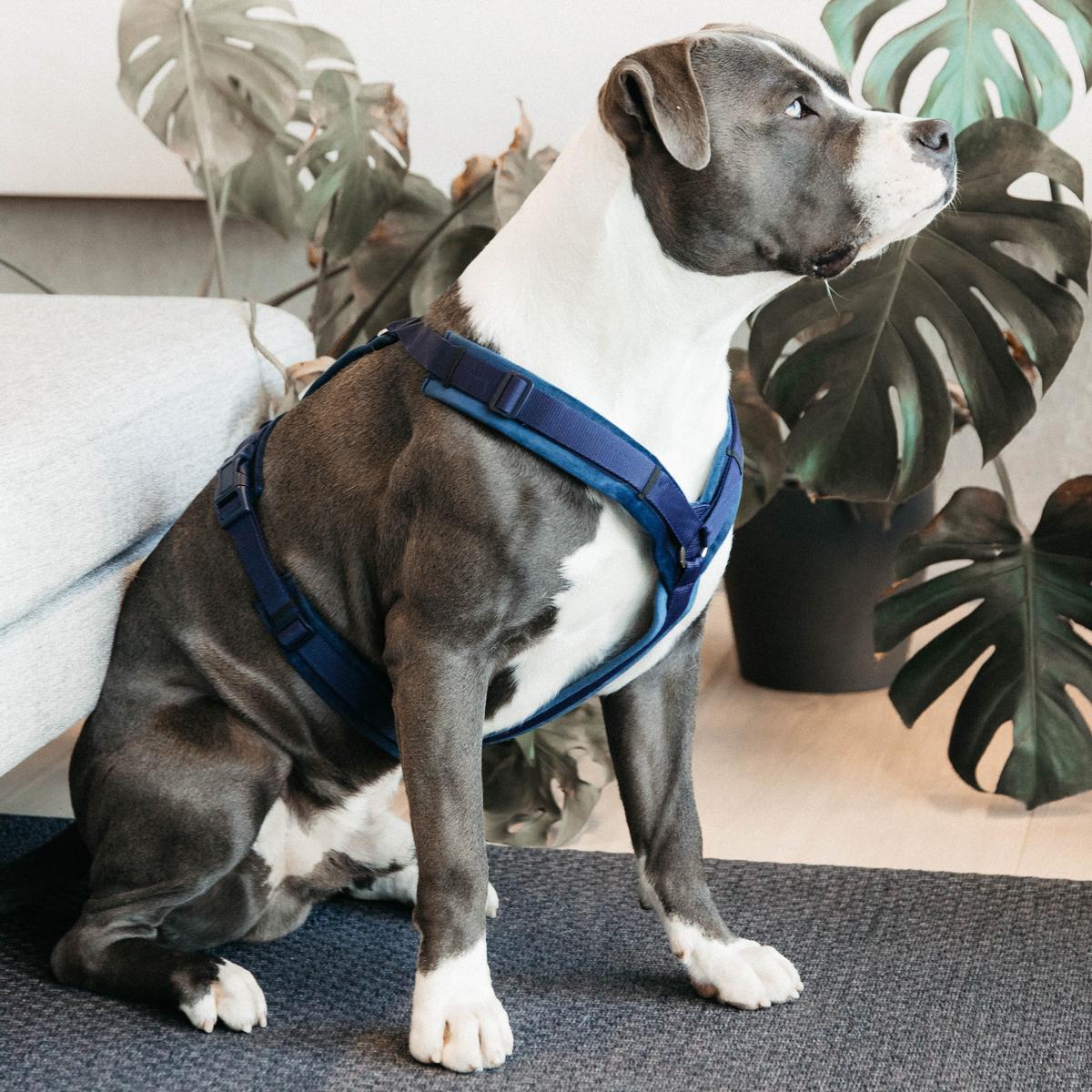 Kentucky Horsewear Dog Harness Active Velvet