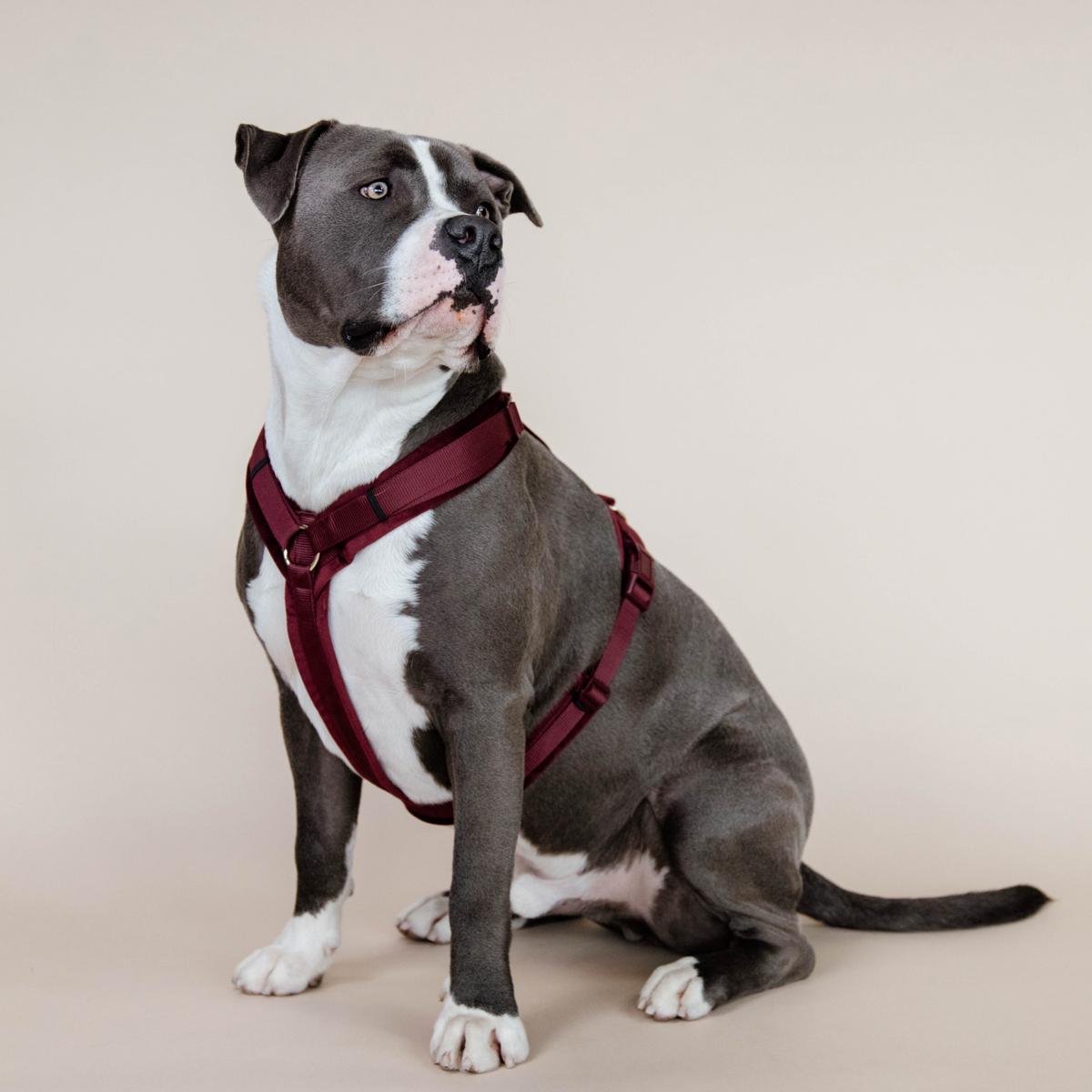 Kentucky Horsewear Dog Harness Active Velvet