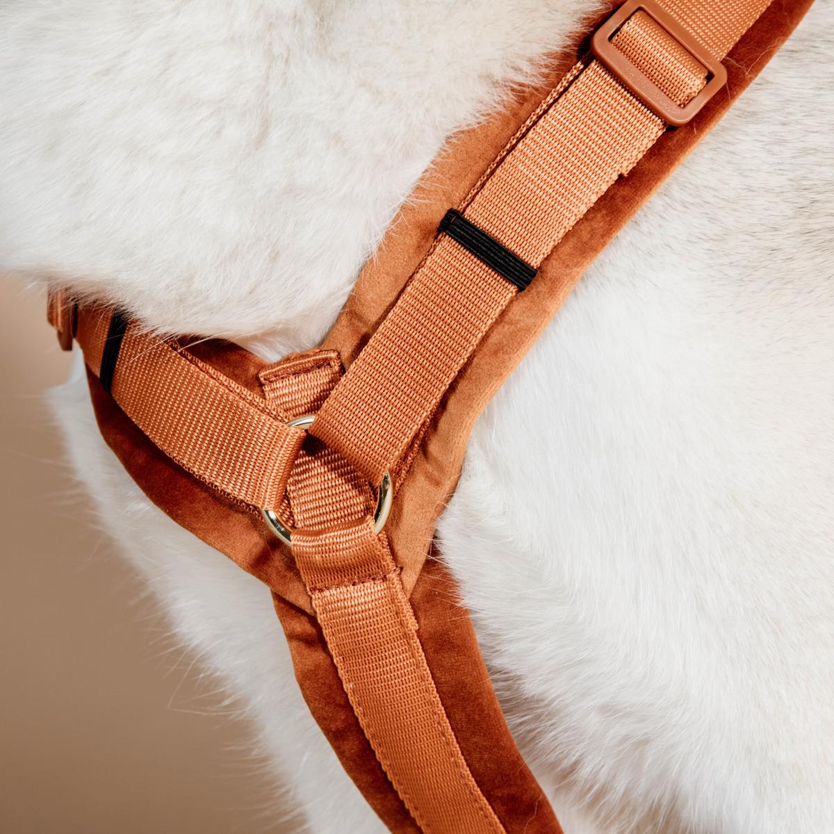 Kentucky Horsewear Dog Harness Active Velvet