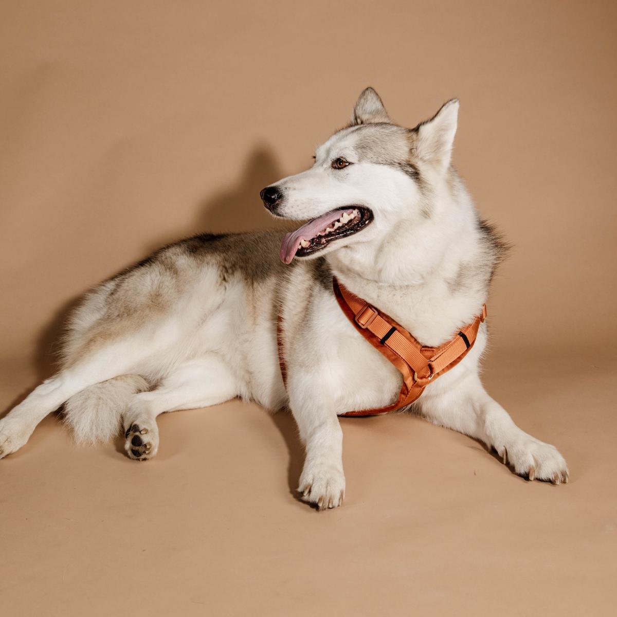 Kentucky Horsewear Dog Harness Active Velvet