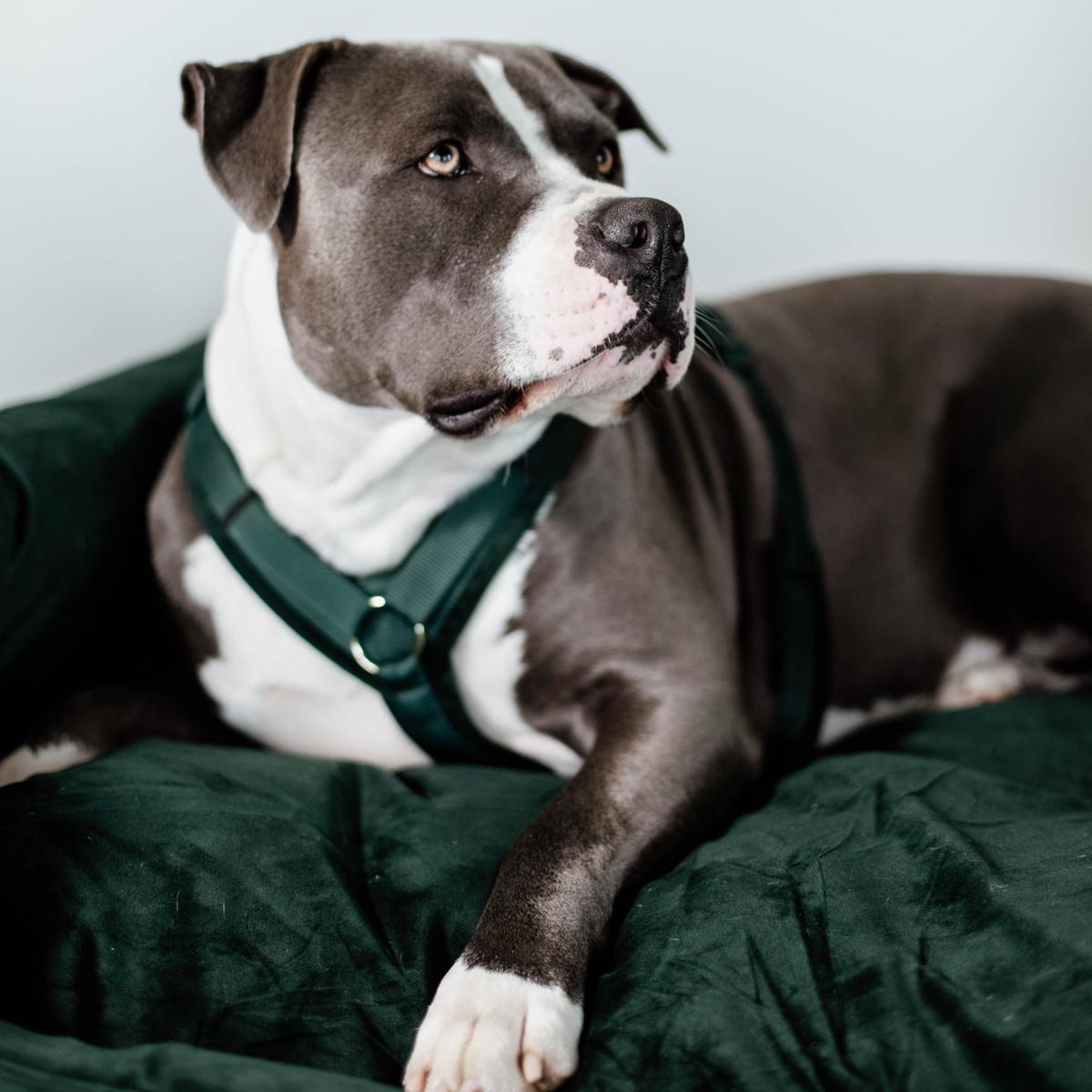 Kentucky Horsewear Dog Harness Active Velvet