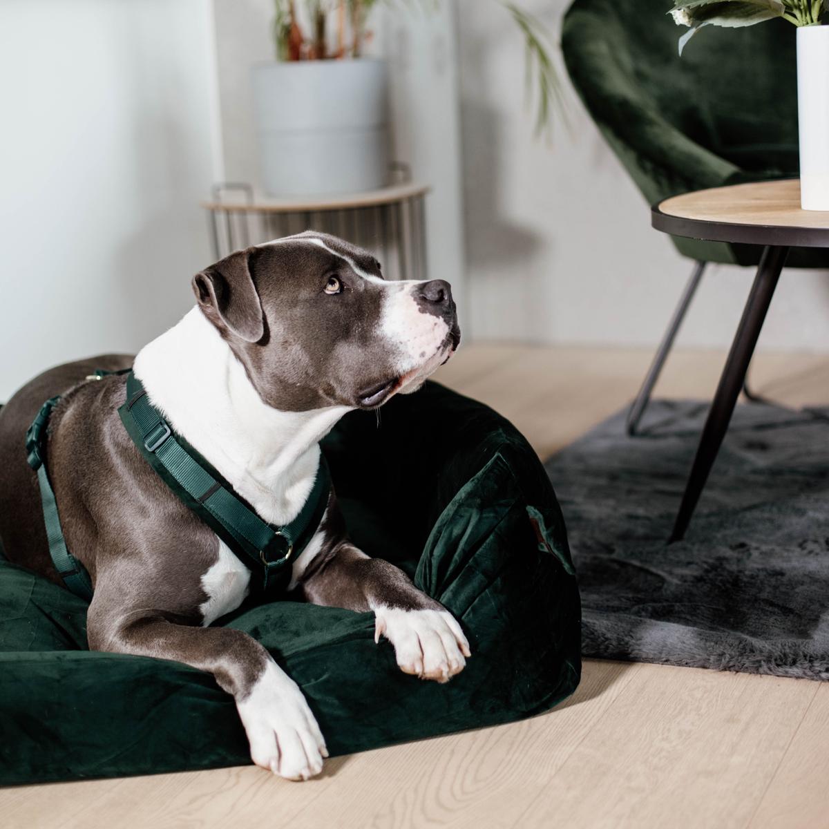 Kentucky Horsewear Dog Harness Active Velvet