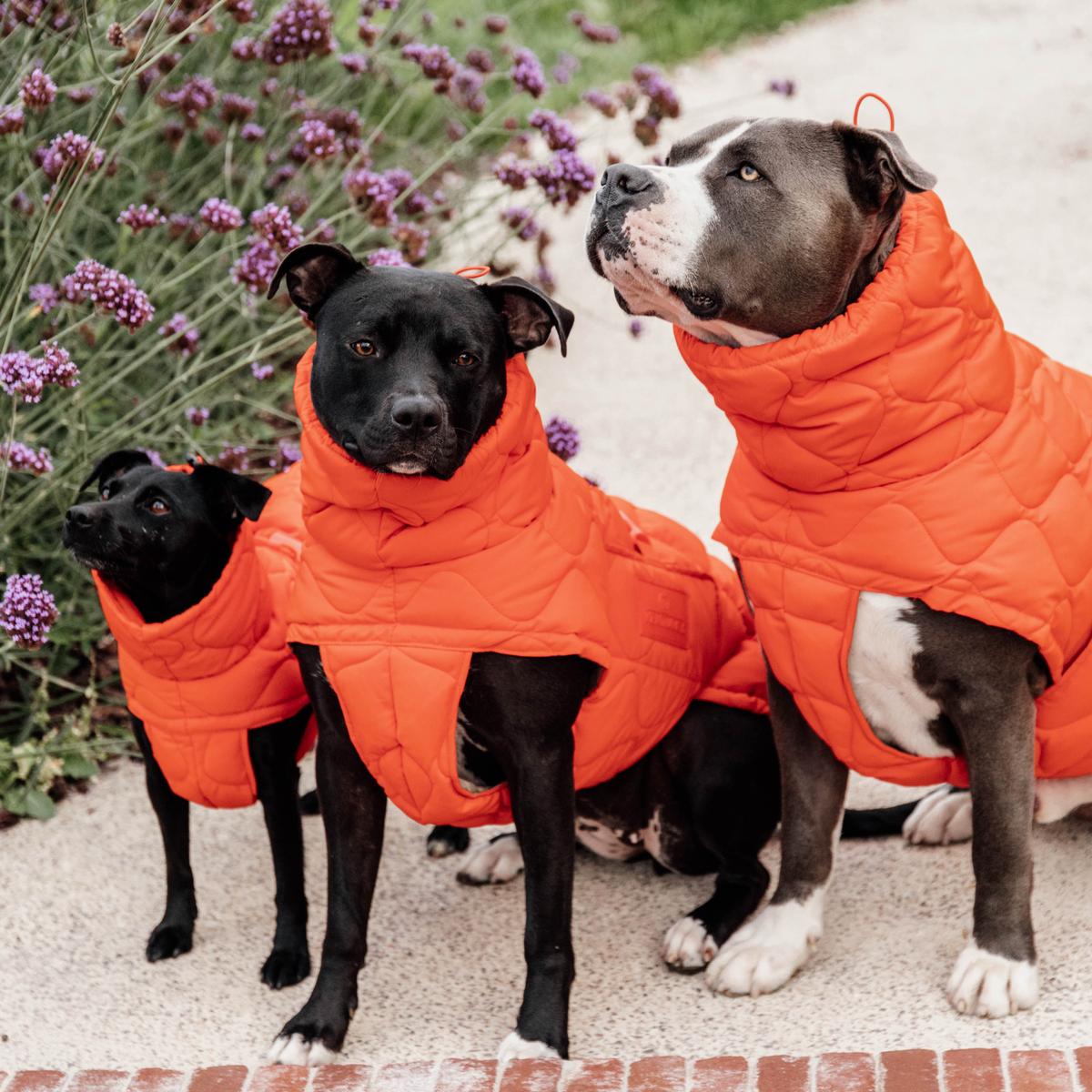 Kentucky Horsewear Dog Coat Winter Pina