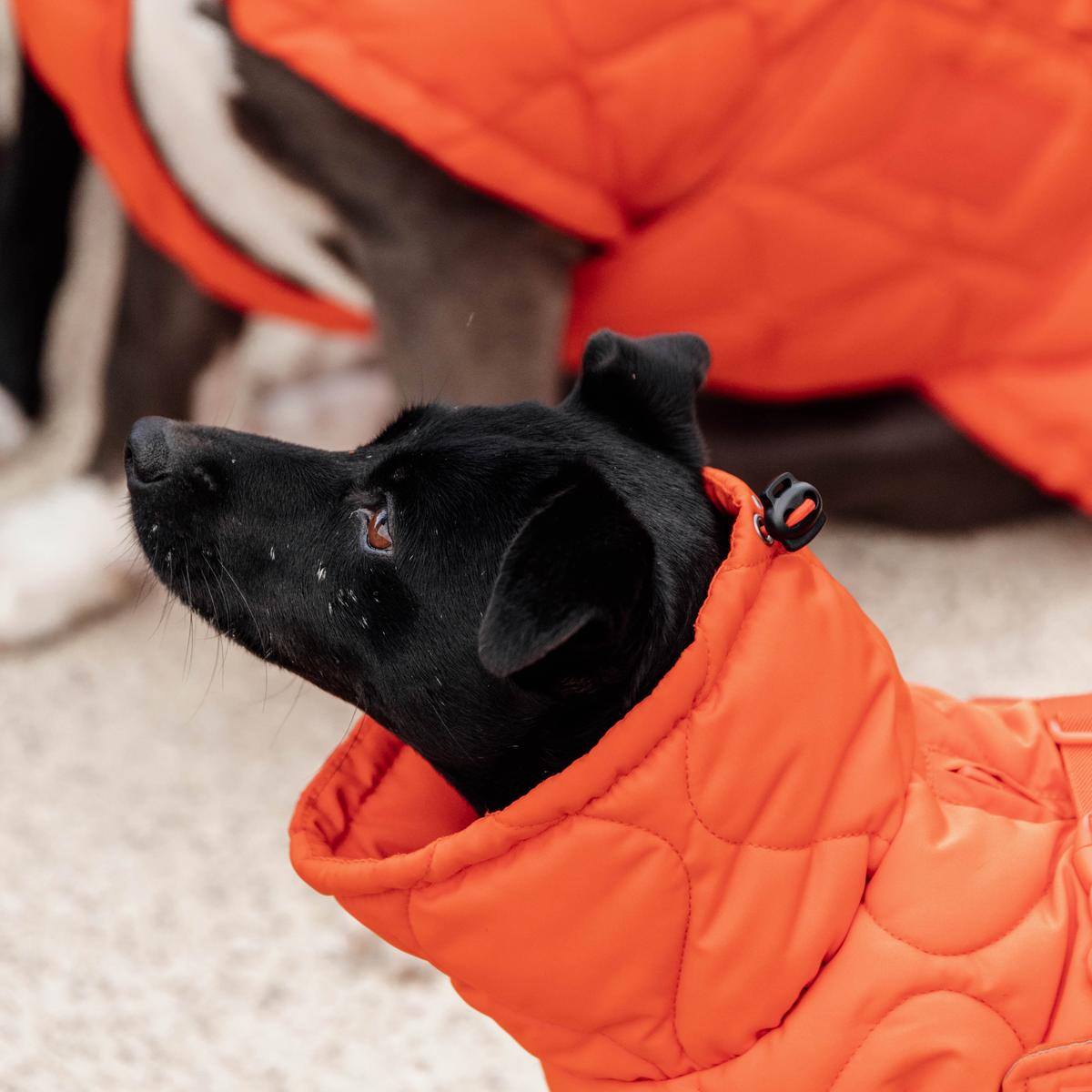 Kentucky Horsewear Dog Coat Winter Pina