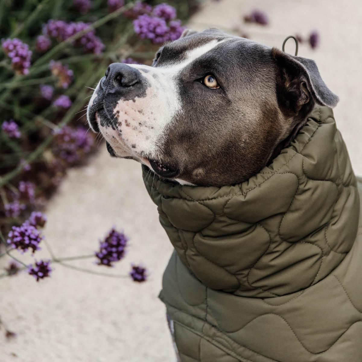 Kentucky Horsewear Dog Coat Winter Pina