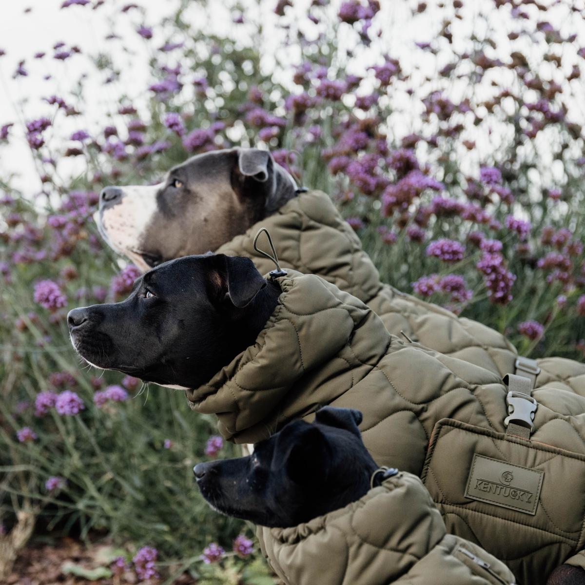 Kentucky Horsewear Dog Coat Winter Pina