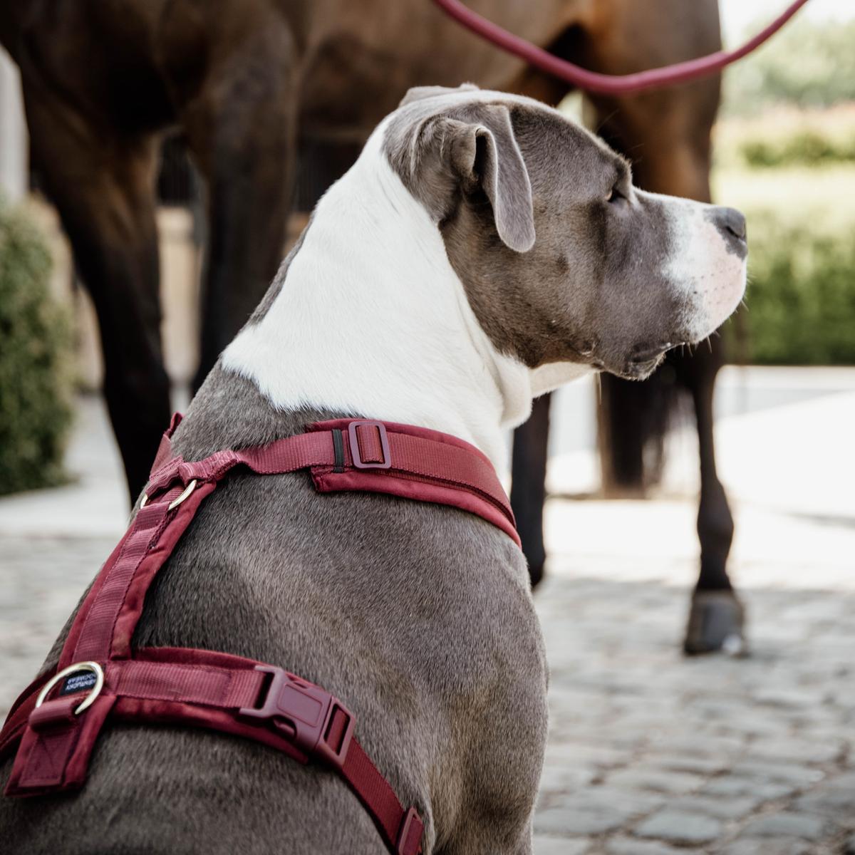 Kentucky Horsewear Dog Harness Active Velvet