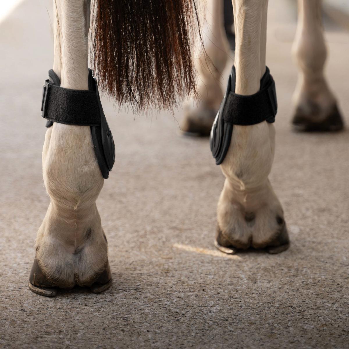 Kentucky Horsewear Young Horse Fetlock Boots Pro