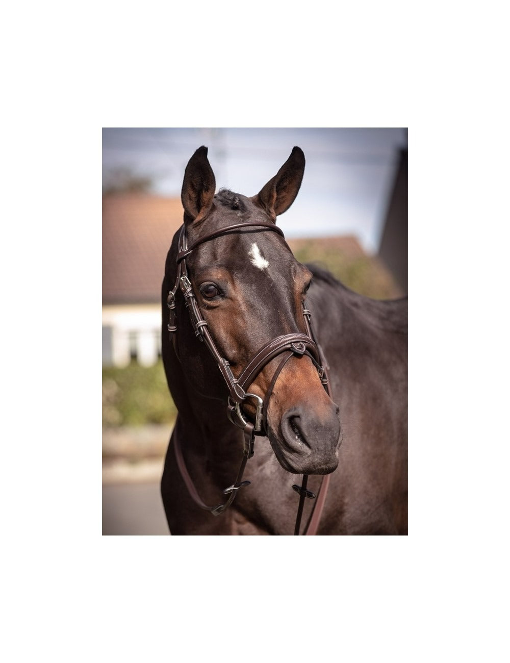 Jumpin Friday Bridle - Week Collection