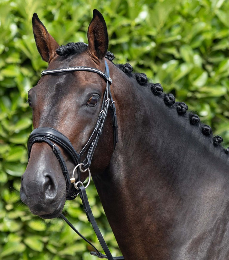 PEI Stellazio Anatomic Snaffle Bridle with Flash