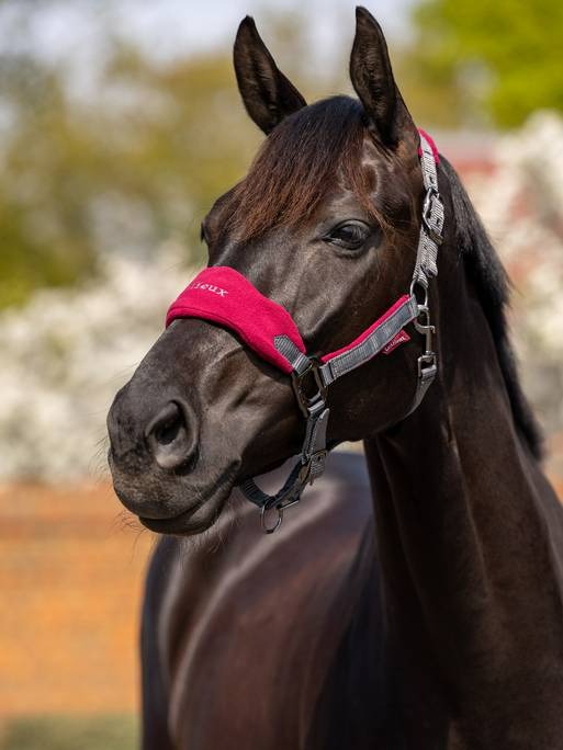 Lemieux Vogue Headcollar & Leadrope