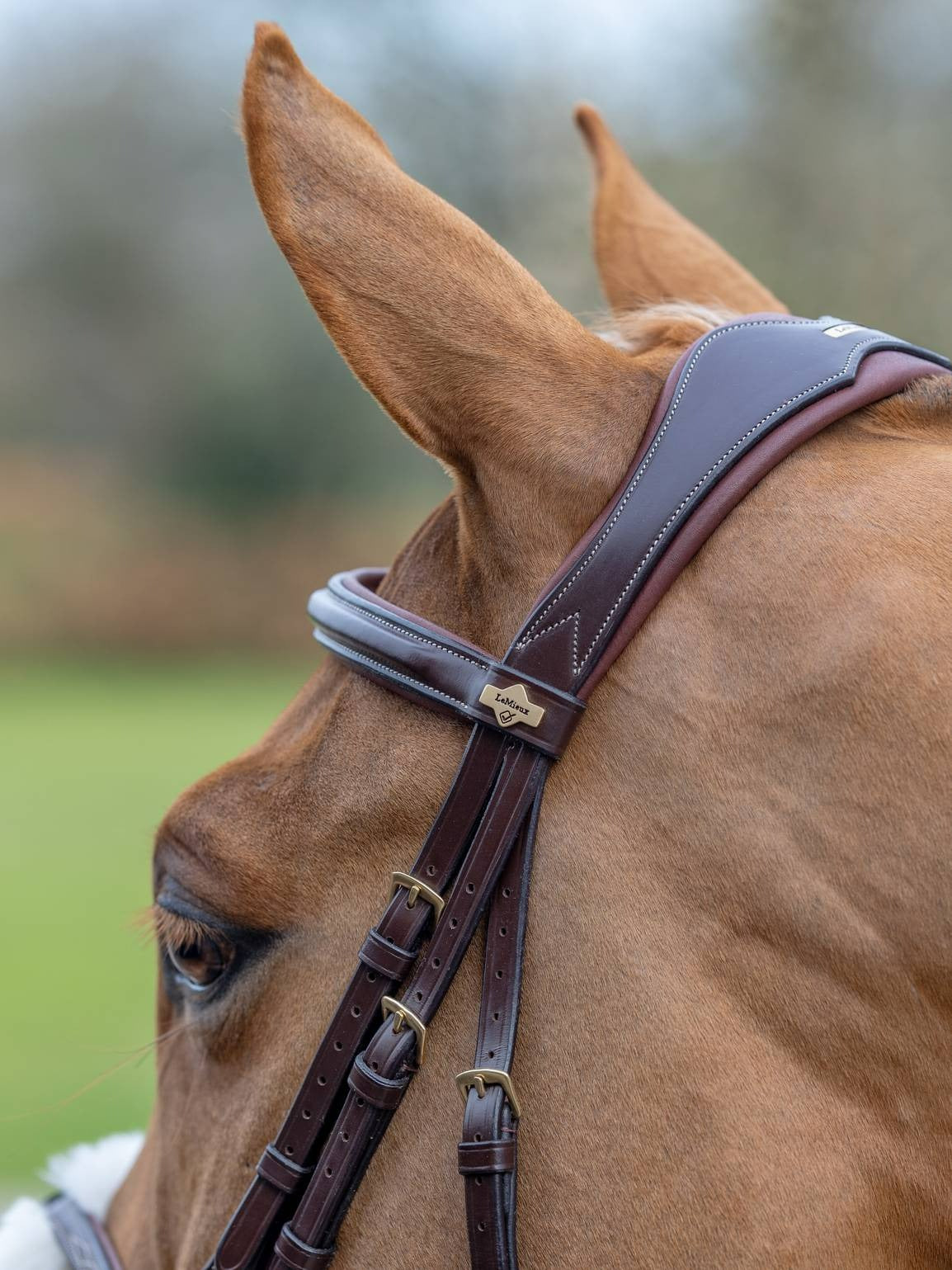 LeMieux Kudos Grackle Bridle