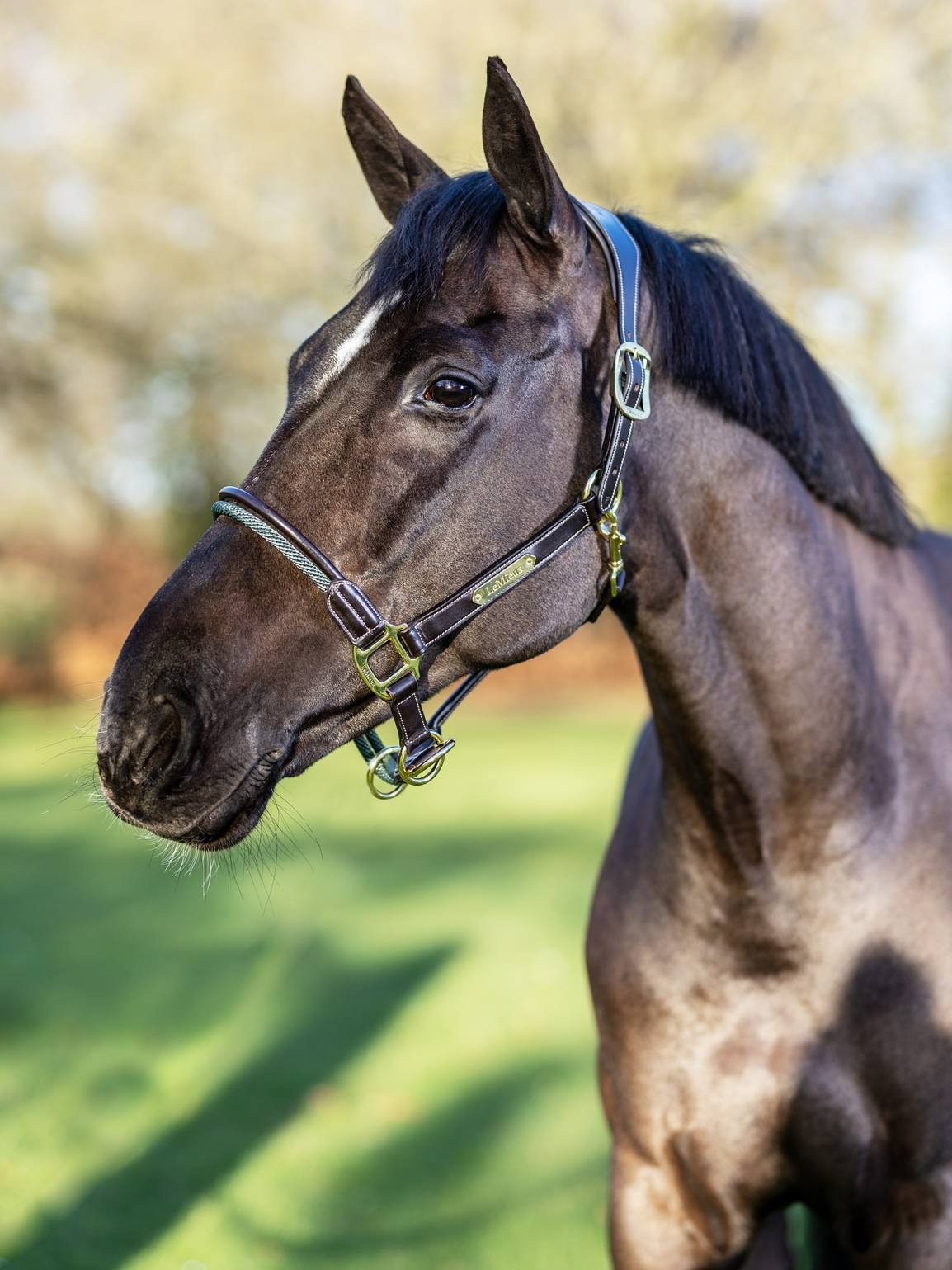 Lemieux Rope Control Headcollar