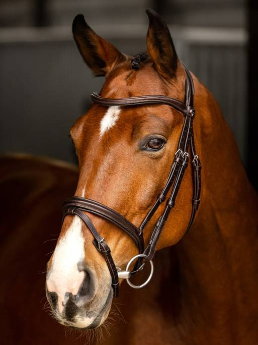 LeMieux Arika Flash Bridle