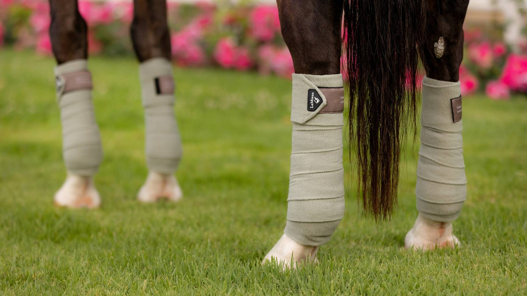 Lemieux Classic Polo Bandages