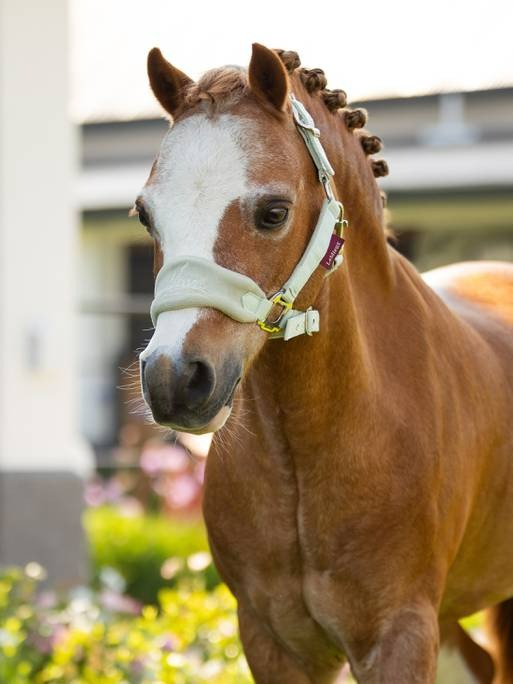 Lemieux Mini Vogue Headcollar & Leadrope