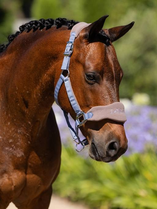 Lemieux Vogue Headcollar & Leadrope