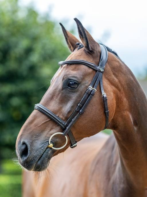 LeMieux Arika Cavesson Bridle