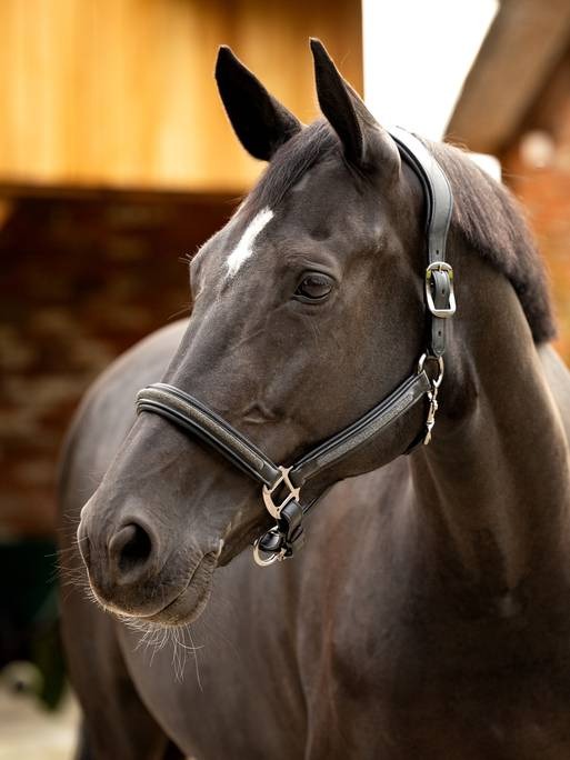 Lemieux Leather Crystal Headcollar