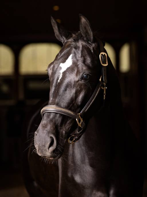 Lemieux Leather Crystal Headcollar