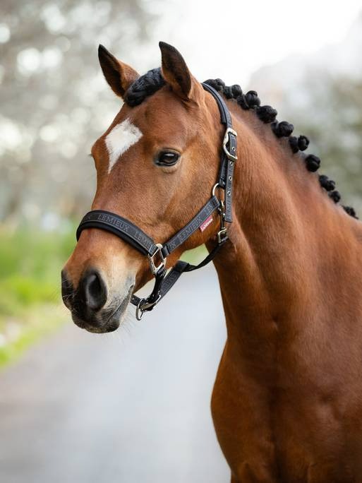 Lemieux Logo Headcollar